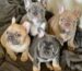 Lilac Französische Bulldogge Welpe kaufen