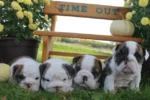 Adoptiere Englische Bulldoggen-Welpen in Deutschland unter €500