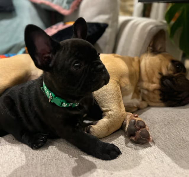18.9 KC Reg French Bulldog puppies from champion lineage