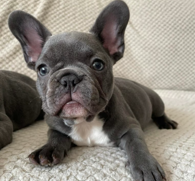 20. 4 lilac blue frenchies