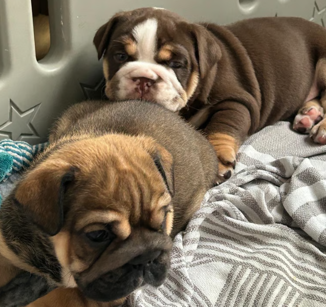 7.4 Adopt Pedigree British Bulldog puppies