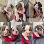Reinrassige Britische Bulldoggen erhältlich in Malta
