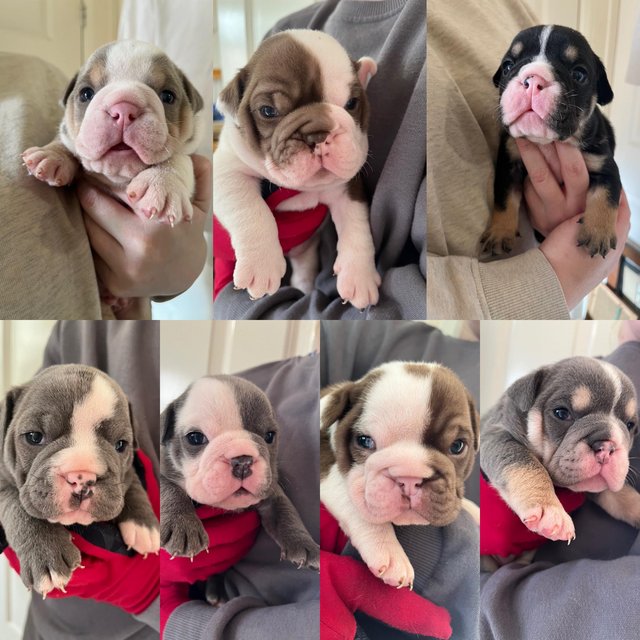 English Bulldog Puppies Reinrassige Britische Bulldoggen erhältlich in Malta