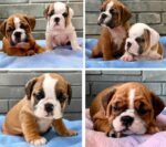Red Pied English Bulldog Welpen kaufen