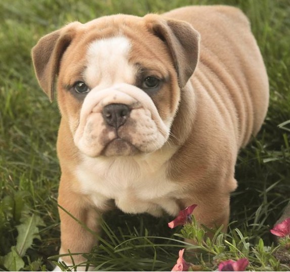 Premium Bulldoggen München Englische Bulldoggen vom Züchter Prag