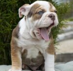 Englische Bulldogge Welpen verfügbar Hamburg