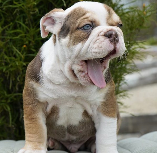 Englische Bulldogge vom Züchter Köln Englische Bulldogge Welpen verfügbar Hamburg