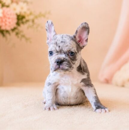 Französische Bulldogge Welpe abzugeben