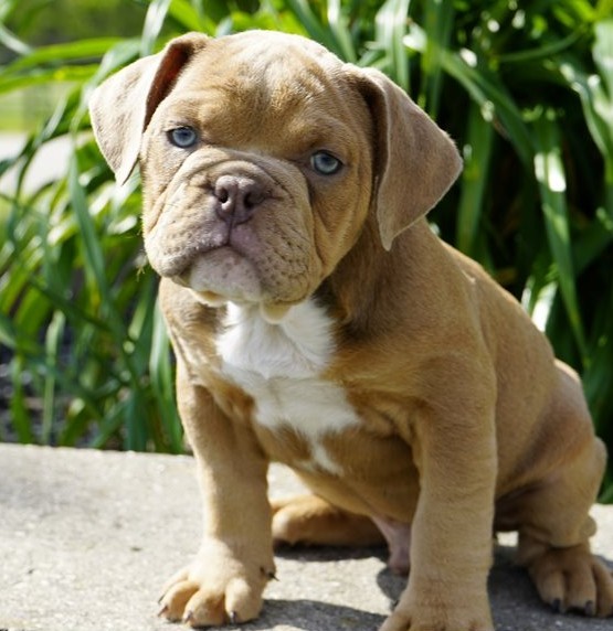 Victorian Bulldog Welpen Salzburg Victorian Bulldog Welpen Zürich
