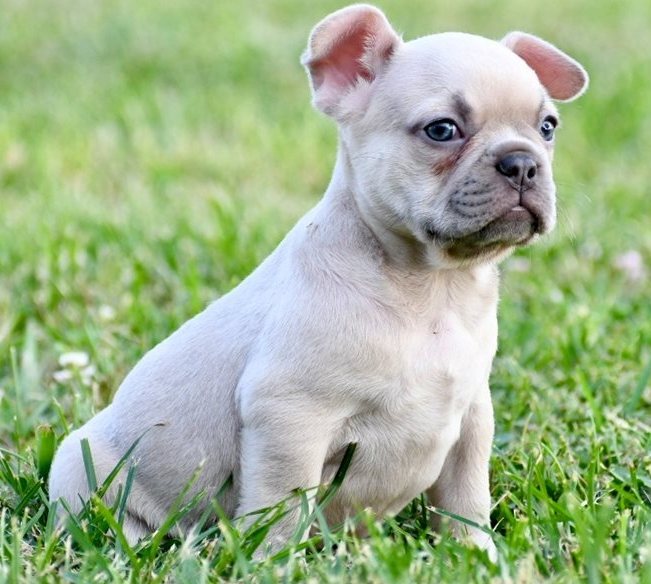 Französische Bulldogge Welpe aus europäischer Zucht kaufen Französische Bulldogge Welpe mit FCI Papieren kaufen